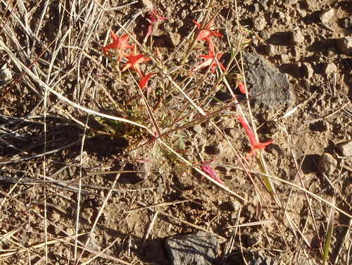GDMBR: Wildflower: Scarlet Gilia (Gilia Aggregata).